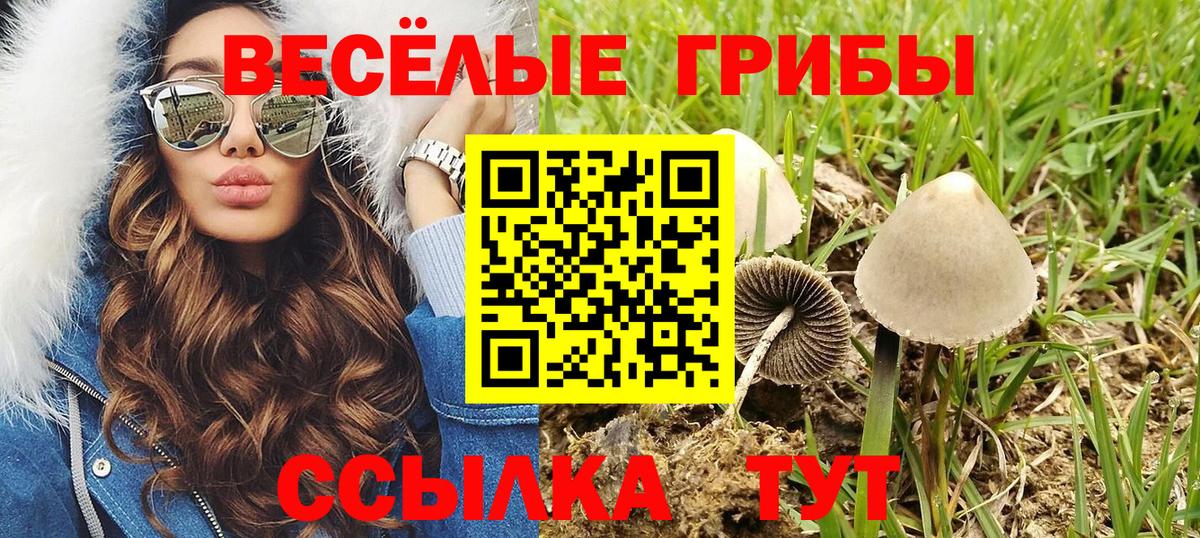 Галлюциногенные грибы Psilocybe Можга